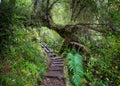 Forest in Chile