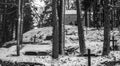 A forest with christian cross gravestones.