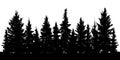 Forest of Christmas fir trees silhouette. Coniferous spruce.