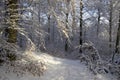 The forest in the Christmas spirit in December