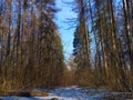 In forest in the end of March with last snow in clear day. Royalty Free Stock Photo