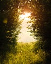 Forest clearing green meadow with green grass at sunset Royalty Free Stock Photo