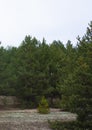 Forest clearing with green pines. Coniferous forest