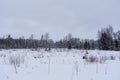 forest clearing that has snowed white