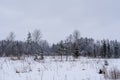 Forest clearing that has snowed white