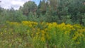 A forest clearing near young pines, where strawberries used to grow, has been invaded by the invasive weed Canada goldenrod (Solid