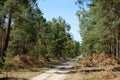Forest clearing road in coniferous tree forest -