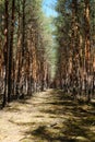 Forest clearing road in coniferous tree forest - pine trees Royalty Free Stock Photo