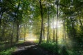 A forest with a clearing. The sun shines through the trees as backlight. Royalty Free Stock Photo
