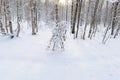 Forest clearing in the white snow with shadows on a winter morning sun Royalty Free Stock Photo