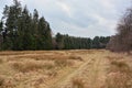 A forest clearing after winter.