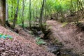 Forest and the Clocota river near of the Outlaws grotto from Geoagiu Bai