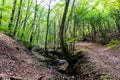 Forest and the Clocota river near of the Outlaws grotto from Geoagiu Bai