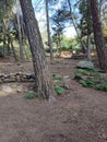 Forest close to the city