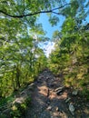 Forest cloud sky rock colorfull green