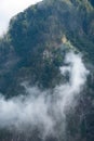 Forest and clouds. Picture of trees