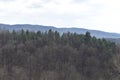 Forest in a cloudy day Royalty Free Stock Photo
