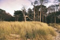 Forest on the coast of the Baltic Sea. Dune grass nostalgically depicted