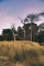 Forest on the coast of the Baltic Sea. Dune grass nostalgically depicted
