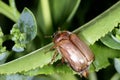 Forest cockchafer, melolontha hippocastani Royalty Free Stock Photo