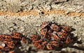 Forest cockroaches on the bark of a tree