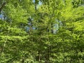 Forest With Colorful Green Leaves in April in Spring