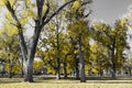 Forest of colorful tall trees with golden yellow leaves in a black and white fall landscape