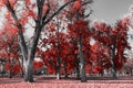 Forest of colorful tall trees with red leaves in a black and white fall landscape