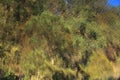 Forest colors reflection on rippled water surface topview image Royalty Free Stock Photo