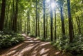 The forest comes alive with the gentle rustle of leaves as a winding path leads through the dappled sunlight, inviting