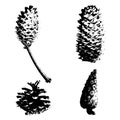 Forest cones. Spruce and pine cones. Black imprint.