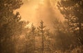 Forest of coniferous trees in the light of the rising sun in the fog