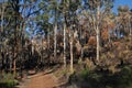 Forest after controlled burning, Western Australia Royalty Free Stock Photo