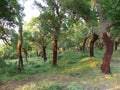 Forest of cork trees