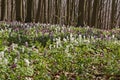 Forest with corydalis flower in spring, Bad Iburg, Lower Saxony Royalty Free Stock Photo