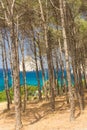 The forest on the costline Masua Royalty Free Stock Photo