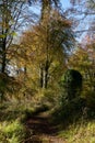 Autumn woodland in Cotswolds UK