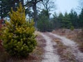 Forest country road curve cloudy golden autumn Royalty Free Stock Photo