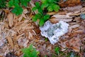 Forest cover background, birch tree bark