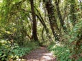 Forest covered with endemic sweetgum trees in Mugla, Liquidambar orientalis