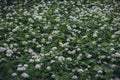 Forest covered with flowering white bear garlic, Allium ursinum, during the spring months. The white flowers give the forest a