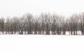 Forest covered by fresh snow during Winter time. Winter scene is the contrast between the frosty trees, white snow foreground and