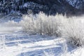 Forest covered with frost in a winter coldness along river Royalty Free Stock Photo