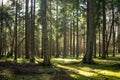 Forest covered in grass and trees under the sunlight during daytime Royalty Free Stock Photo