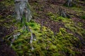 Forest covered by moss, tree branches,roots- close look Royalty Free Stock Photo