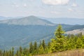 Forest covered mountains and a young pine tree Royalty Free Stock Photo