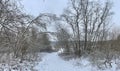 Forest covered with snow. Beautiful winter time. young trees lean to the ground