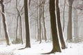 Forest covered in snow and fog during winter time in the south of the Netherlands. The snow sticks against the tree trunks which p Royalty Free Stock Photo