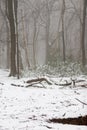 Forest covered in snow and fog during winter time in the south of the Netherlands. The snow sticks against the tree trunks which p Royalty Free Stock Photo