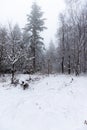 Forest covered in snow and fog during winter time in the south of the Netherlands. The snow sticks against the tree trunks which p Royalty Free Stock Photo